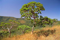 Typical cerrado vegetation of Palmas Ecol reserve, Tocantins, Central Brazil