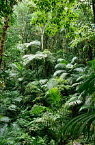 Vegetation of Atlantic rainforest, Carlos Botelho SP, Sao Paula, Brazil
