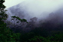 Clouds over Atlantic rainforest at 1800m. Caparao NP, Brazil