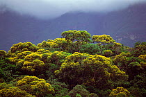Atlantic rainforest with Angelica do Brejo trees in flower {Vochysia acumintata} Brazil