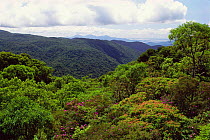 Atlantic rainforest, Serra da Graciosa, Parana, S Brazil