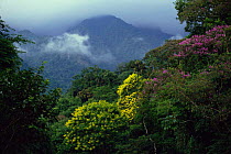 Atlantic rainforest with flowering Cassia and Tibouchina trees, Serra da Graciosa, Brazil Parana, S Brazil