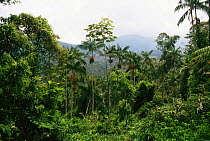 Thick dense lowland Atlantic rainforest, Intervales SP, Braze