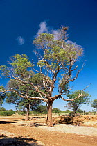 Habitat of Spix's macaw with {Tabebuia caraiba} tree, Bahia, Brazil