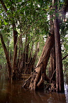Trees in flooded rainforest (Varzea) Mamiraua Ecological Station, Amazonas, Brazil