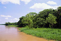 Flooded rainforest (Varzea), Solimoes river, Mamiraua Ecol Stn, Amazonas, Brazil