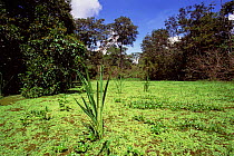 Flooded rainforest (Varzea) + Chavascal vegetation, Mamiraua Ecol Stn, Amazonas, Brazil.