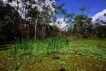 Flooded rainforest (Varzea) + Chavascal vegetation, Mamiraua Ecol Stn, Amazonas, Brazil.