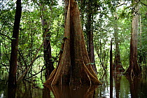 Trees in flooded rainforest (Varzea) Mamiraua Ecol Stn, Amazonas, Brazil