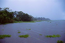 Tropical rainfall on lake Jaraua, Mamiraua ecol stn, Amazonas, Brazil