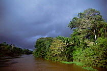 Flooded rainforest (Varzea), Lake Jaraua, Mamiraua Ecol Stn, Amazonas, Brazil