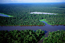 Aerial view of flooded rainforest (Varzea) Mamiraua reserve, Amazonas, Brazil