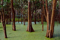 Trees in flooded rainforest (Igapo), River Negro, Amazonas, Brazil