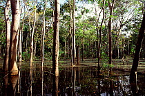 Trees in flooded rainforest (Igapo), River Negro, Amazonas, Brazil