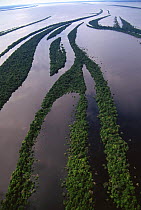 Aerial view of Igapo flooded rainforest, River Negro, Anavilhanas Ecological Station, Brazil