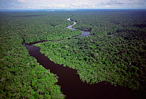 Aerial view of Igapo flooded rainforest, River Negro, Amazonas, Brazil