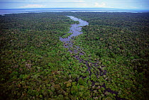 Aerial view of Igapo flooded rainforest, River Negro, Amazonas, Brazil