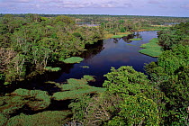 Aerial view of Igapo flooded rainforest, River Ariau, Amazonas, Brazil