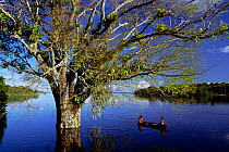 Flooded Sapucaia tree {Lecythis pisonis} Mamiraua Ecol Stn, Amazonas, Brazil