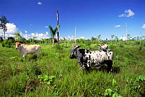 Cattle on pasture land cleared from tropical rainforest, Manaus, Brazil