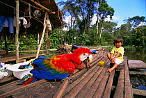 Child with Scarlet macaw pet on floating house in flooded forest, Amazonas, Brazil