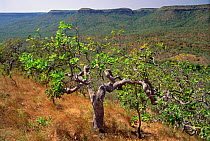 Cajui tree {Anacardium humile}, Palmas Ecol Stn, Tocantins, Brazil