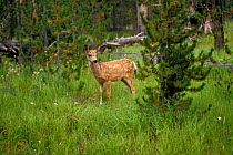 Mule deer {Odocoileus hemionus} Yellowstone NP, Wyoming, USA.
