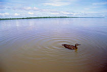 Undulated tinamou {Crypturellus undulatus} trying to cross flooded river, Amazonas Brazil
