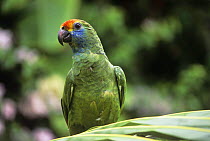 Red-browed amazon parrot (Amazona rhodocorytha) portrait, Atlantic rainforest, South East Brazil, endangered species