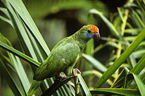 Red-browed amazon parrot (Amazona rhodocorytha) Atlantic rainforest, South East Brazil, endangered species