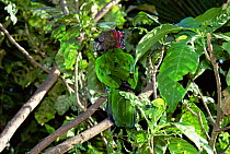 Red-fan parrot {Deroptyus accipitrinus} tropical rainforest, Brazil