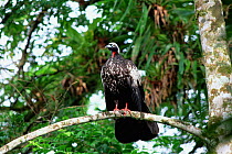 Black fronted piping guan {Pipile jacutinga} Atlantic rainforest, Brazil