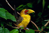 Saffron toucanet {Pteroglossus bailloni} Atlantic rainforest, SE Brazil