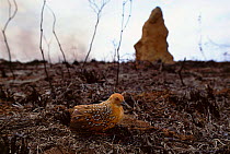 Ocellated crake {Micropygia schomburgkii} on grassland burnt by fire, Emas NP, Brazil