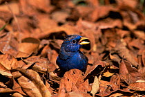 Blue finch calling {Porphyrospiza caerulescens} cerrado, Brazil