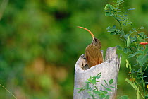Red billed scythebill {Campulorhampus trochili- rostris} pantanal, Brazil