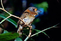 Rufous-necked puffbird {Malacoptila rufa} tropical rainforest, Brazil