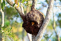 Russet-mantled foliage gleaner (ovenbird) at nest in termite mound, Brazil. Endangered.