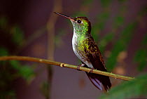 Versicolored emerald hummingbird {Amazilia versicolor} SE Brazil