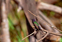 Swallow tailed hummingbird {Eupetomena macroura} Minas Gerais, Brazil