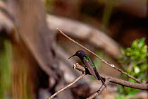 Swallow tailed hummingbird {Eupetomena macroura} Minas Gerais, Brazil
