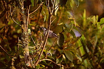 Large-billed antwren {Herpsilochmus longirostris} Emas NP, Brazil