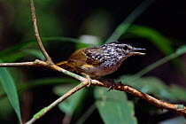 Warbling antbird singing {Hypocnemis cantator} Brazil