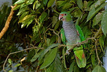 Vinaceous breasted parrot {Amazona vinacea} endangered, Atlantic rainforest, Brazil