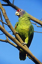 Red tailed amazon parrot (Amazona brasiliensis) on branch, Brazil, vulnerable species