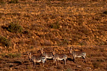 Cape mountain zebras {Equus zebra zebra} Karoo NP, South Africa