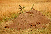 Banded mongoose on termite mound {Mungos mungo} Masai Mara GR, Kenya