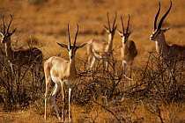 Grant's gazelle {Gazella granti} Buffalo springs NR, Kenya