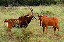 Two female Sable antelope {Hippotragus niger} Shimba Hills NP, Kenya