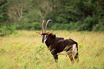 Male Sable antelope {Hippotragus niger} Shimba Hills NP, Kenya
